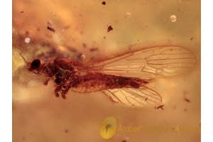 LIMONIID Empeda Crane Fly in BALTIC AMBER 1212