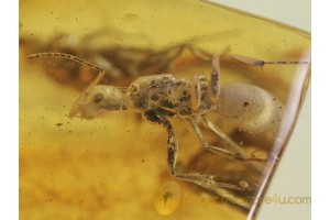 Large ANT & MUSCOID FLY in BALTIC AMBER 409