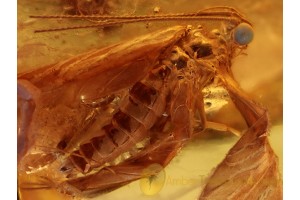 Large BLUE Eyed CADDISFLY Trichoptera in BALTIC AMBER 983