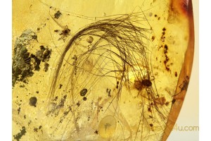 Large Bunch of MAMMALIAN HAIR & MITES in BALTIC AMBER 763