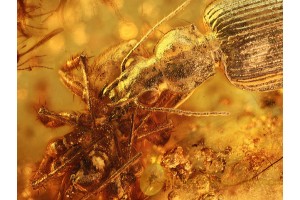 Large CARABID Attacking SPIDER & SWARM in BALTIC AMBER 924