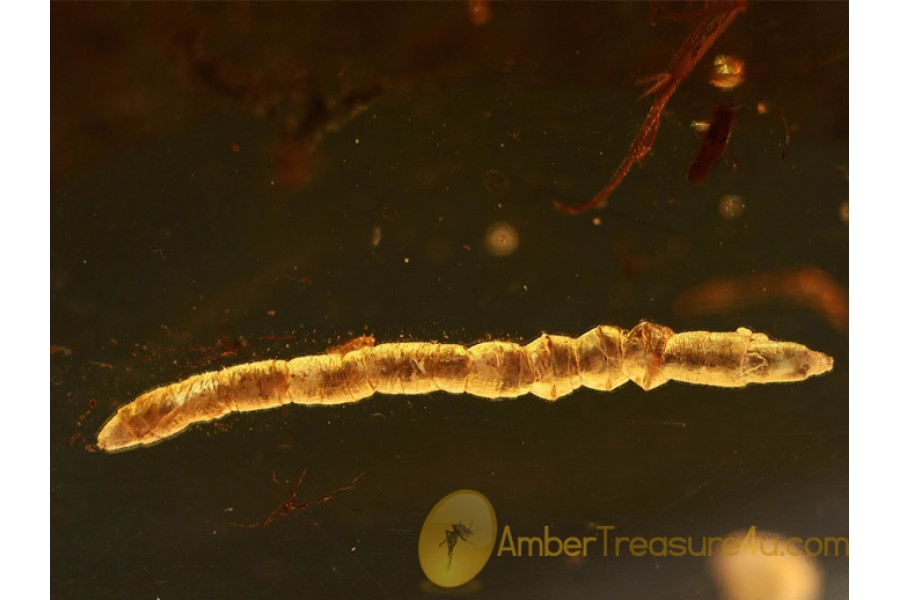 Large DIPTERAN LARVAE 6mm in BALTIC AMBER 782