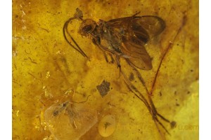 Large ENSIGN WASP EVANIIDAE & GNATS w MIDGES in BALTIC AMBER