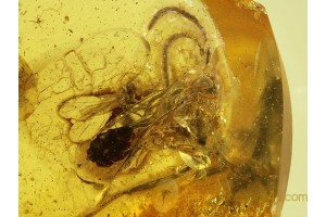 Large EVANIIDAE ENSIGN WASP & More in BALTIC AMBER 123