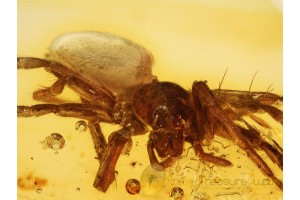 Large Great LIOCRANIDAE SAC SPIDER in BALTIC AMBER 832