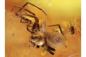 Large Great Looking SPIDER in BALTIC AMBER 1054