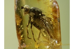 Large Great MUSCOID FLY in BALTIC AMBER 478