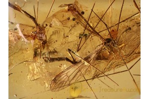 Large LIMONIID CRANE FLY in BALTIC AMBER 732