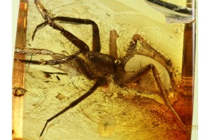 Large LIOCRANIDAE SAC SPIDER in BALTIC AMBER 568