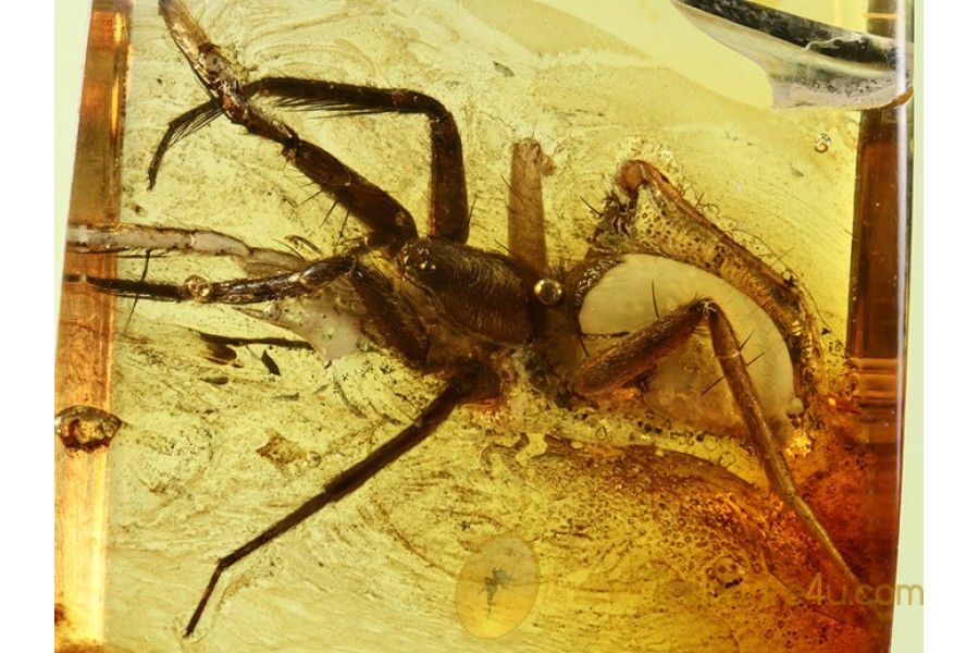 Large LIOCRANIDAE SAC SPIDER in BALTIC AMBER 568