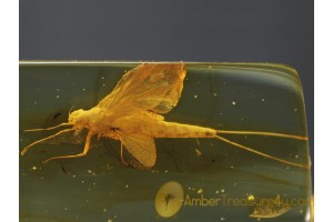 Large MAYFLY Ephemeroptera in BALTIC AMBER 337