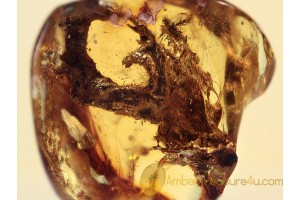 Large MOSS BUNCH in Genuine BALTIC AMBER 1052