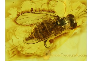 Large MUSCOID FLY Inclusion in Genuine BALTIC AMBER 175