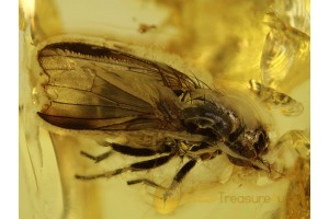 Large MUSCOID FLY Inclusion in Genuine BALTIC AMBER 374