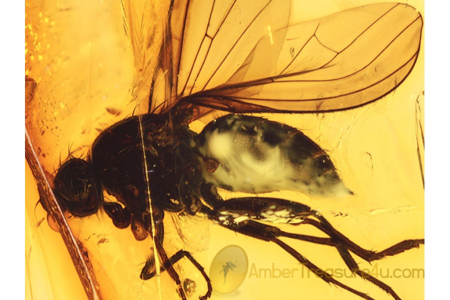 Large MUSCOID FLY in Genuine BALTIC AMBER 616