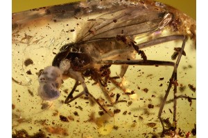 Large MUSCOID Stilt-Legged fly ? in BALTIC AMBER 784