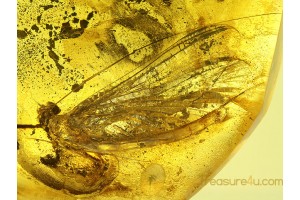 Large Nice MAYFLY Ephemeroptera  in BALTIC AMBER 311