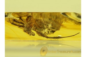 Large ORB-WEAVER SPIDER in BALTIC AMBER 438