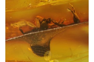 Large PSEUDOSCORPION Inclusion in Genuine BALTIC AMBER