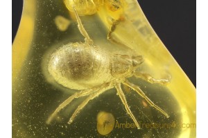 Huge NEOBISIUM PSEUDOSCORPION Inclusion in BALTIC AMBER 291