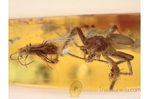 Large SALTICID Spider Hunting Beetle + BALTIC AMBER 1050