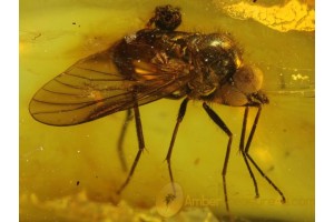 Large SNIPE FLY RHAGIONIDAE in Genuine BALTIC AMBER