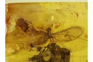 Large Spread Wings MAYFLY Ephemeroptera in BALTIC AMBER 11