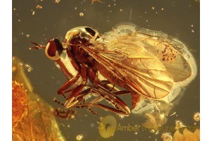 Large Superb EMPIDIDAE DAGGER FLY in BALTIC AMBER 393