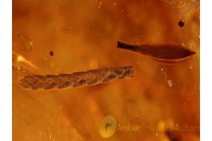 Large THUJA TWIG & LEAF in BALTIC AMBER 940