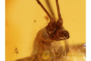 Large TIPULID CRANE FLY in BALTIC AMBER 785