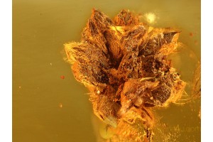 Large Unusual FLOWER Inclusion in BALTIC AMBER 937