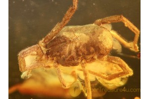 Large VELVET MITE TROMBIDIIDAE in BALTIC AMBER 825