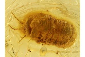 Larvae Like  COCCID in Genuine BALTIC AMBER 589