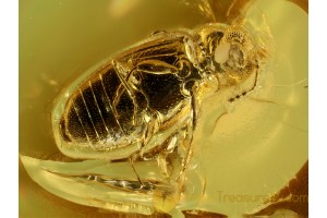 Latridiidae Corticariidae BEETLE in BALTIC AMBER 529