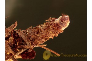 Lepidoptera LARVA Climbs Out of CASE  BALTIC AMBER 1176