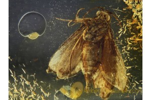 Lepidoptera Large Superb MOTH in BALTIC AMBER 630