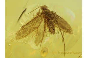 Lepidoptera MOTH & MITE near it in BALTIC AMBER 144