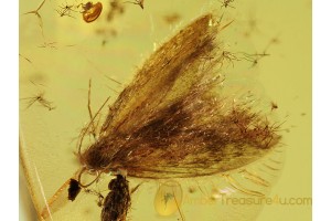 Lepidoptera MOTH in Genuine BALTIC AMBER 255