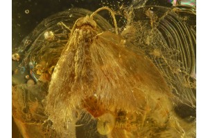 Lepidoptera Nice MOTH in Genuine BALTIC AMBER 602