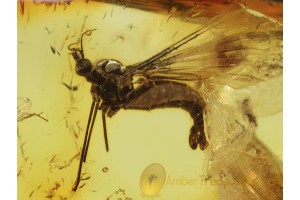 Limoniid CRANE FLY Inclusion in BALTIC AMBER 446
