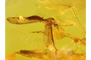 Limoniidae Great Looking Large CRANE FLY in BALTIC AMBER 90