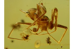 Linyphiidae Nice Sheet Weaver SPIDER in BALTIC AMBER 491