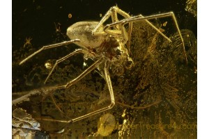 Linyphiidae Nice Sheet Weaver SPIDER in BALTIC AMBER 569