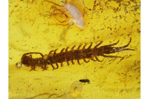 Lithobiidae STONE CENTIPEDE 10mm in BALTIC AMBER 88