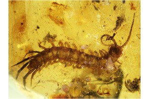 Lithobiidae STONE CENTIPEDE 14mm in BALTIC AMBER 556