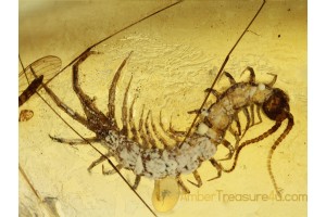 Lithobiidae STONE CENTIPEDE  in BALTIC AMBER 687