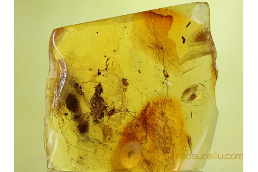 MAMMALIAN HAIR - HARVESTMEN & MITE in BALTIC AMBER 112 MAMMALIAN HAIR - HARVESTMEN & MITE in BALTIC AMBER 112
