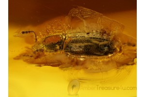 MAMMALIAN HAIR & Silken Fungus Beetle in BALTIC AMBER 511