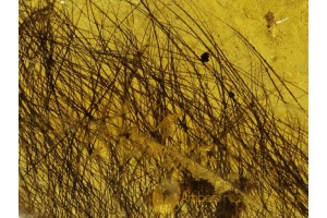 MAMMALIAN HAIR strand Large BUNCH in BALTIC AMBER 76