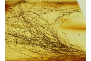 MAMMALIAN HAIR strand Large BUNCH in BALTIC AMBER 474